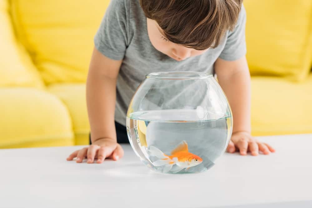 non-toy gift idea for kids and toddlers - child looking at goldfish in bowl